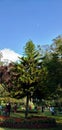 The view of Botanical Garden in Udhagamandalam, near Coimbatore, Tamil Nadu state, India.